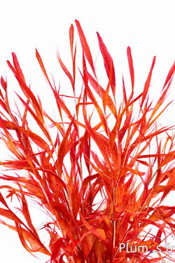 Fagiano dorato arricciato - sbiancato - 30-40 cm - rosso-giallo-bianco